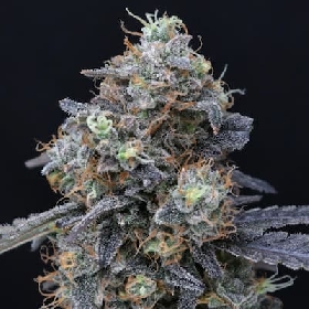 Minty Grape Kush > Pure Instinto